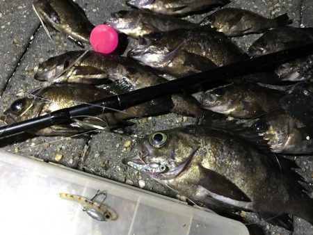 コロナに負けずコスモに